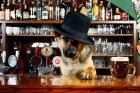 <p>I barman musí být někdy pes!</p>
