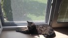 <p>Naše kočička je milá a velmi bojácná. Zazvoní zvonek a jde se hned schovat. Nejraději je v bezpečí a svět pozoruje z okna.</p>
