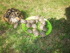 <p>Naše želva Žofinka a její malé želvičky</p>
